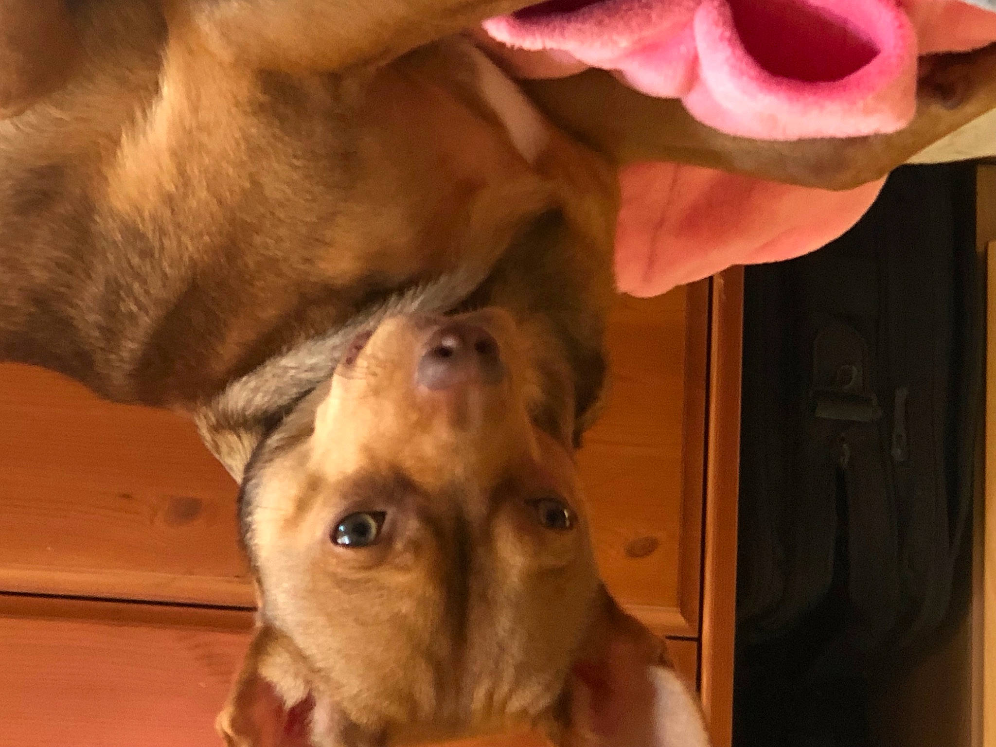 Arthur a rejoint le concours — aidez-le/la à gagner de superbes lots ! canidae, carnivore, companion_dog, dog, dog_breed, ear, fawn, fur, gesture, jaw, liver, nose, paw, petal, rose, snout, sporting_group, whiskers, working_animal, wrinkle