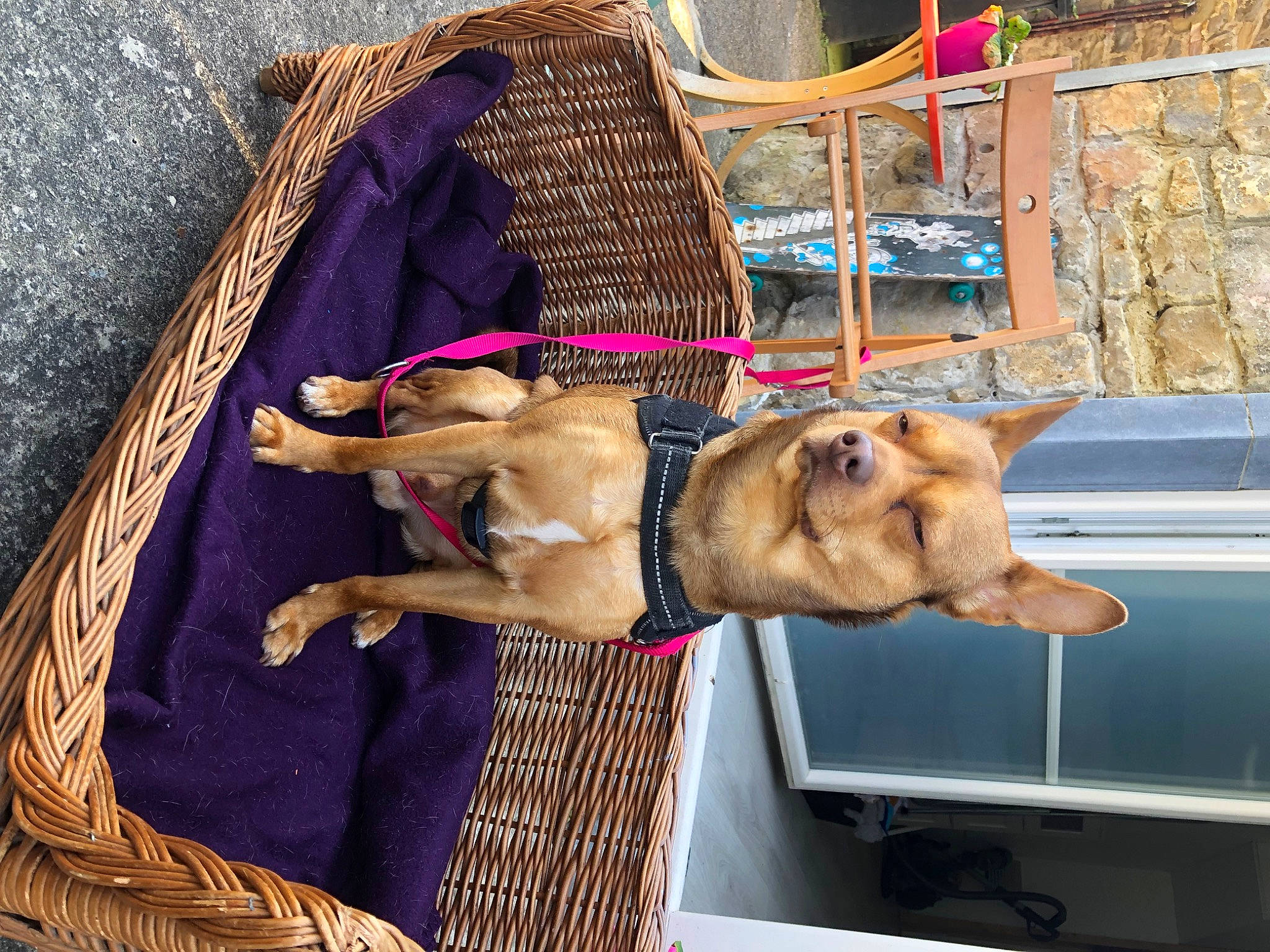 Arthur a rejoint le concours — aidez-le/la à gagner de superbes lots ! art, canidae, carnivore, chair, collar, companion_dog, dog, dog_breed, dog_collar, dog_supply, fashion_accessory, fawn, fur, leash, pet_supply, snout, sporting_group, window, wood, working_animal