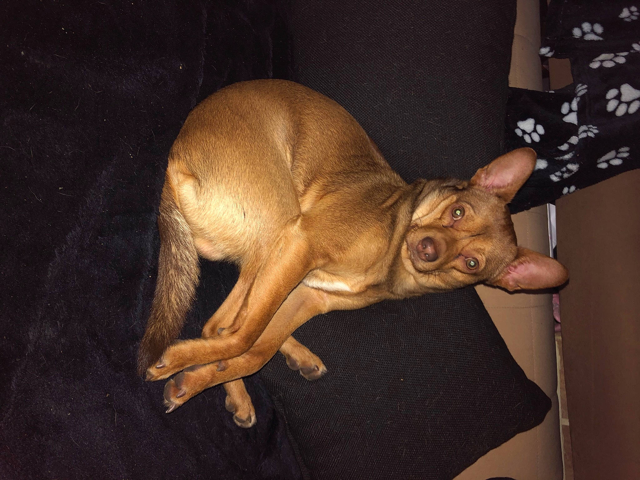 Arthur participe au concours pour gagner de l'argent avec cette photo : ancient_dog_breeds, art, artifact, canidae, carnivore, companion_dog, darkness, dog, dog_breed, fawn, non_sporting_group, snout, sporting_group, suidae, tail, terrestrial_animal, toy_dog, visual_arts, wildlife, working_animal