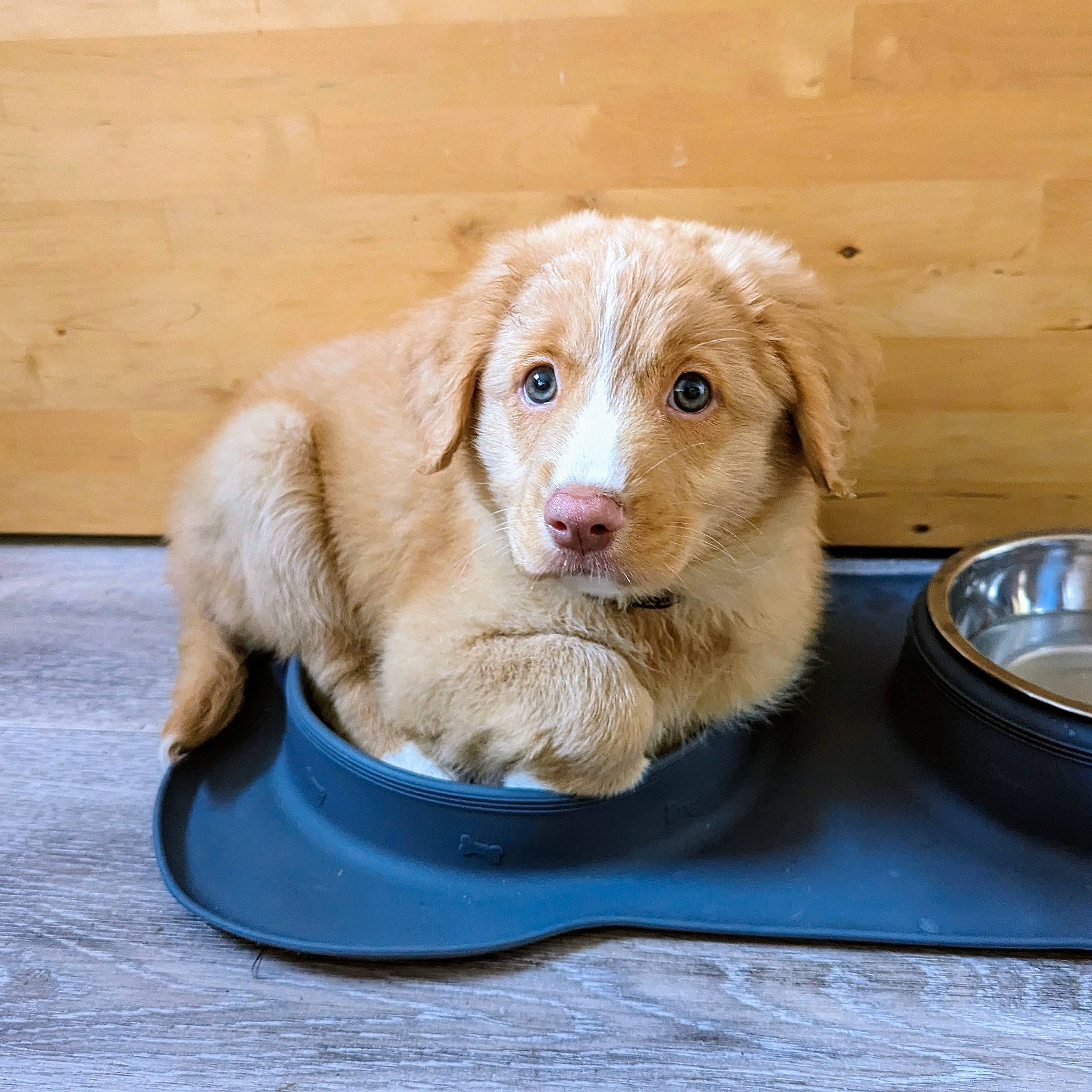 Nina joined the competition — help win amazing prizes! canidae, carnivore, companion_dog, dog, dog_breed, ear, fawn, flooring, fur, gun_dog, liver, paw, pet_supply, puppy, retriever, snout, sporting_group, whiskers, wood, working_animal