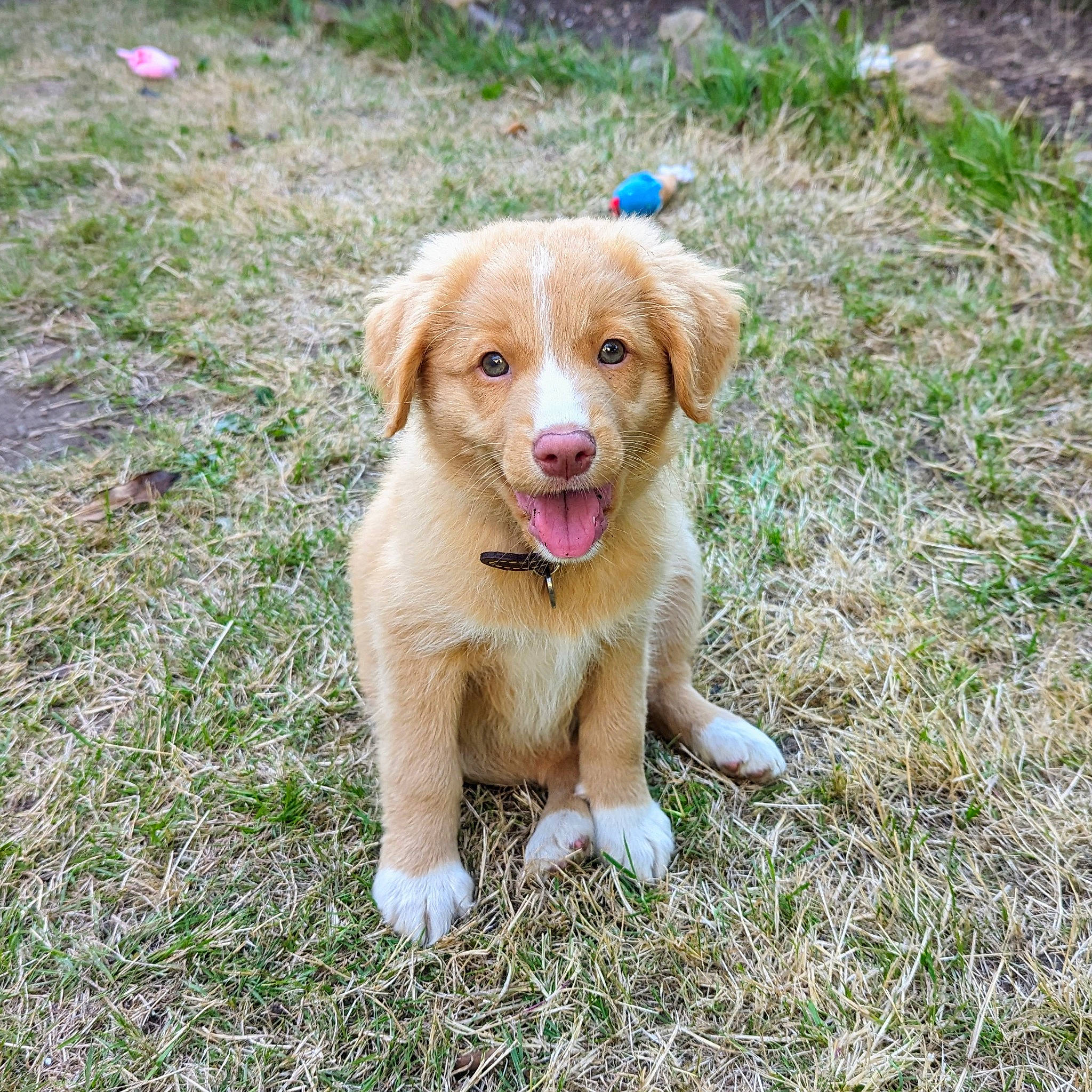 Nina is registered to the contest to win money with this photo: ball, canidae, carnivore, companion_dog, dog, dog_breed, fawn, grass, gun_dog, liver, paw, plant, retriever, snout, sporting_group, tail, terrestrial_animal