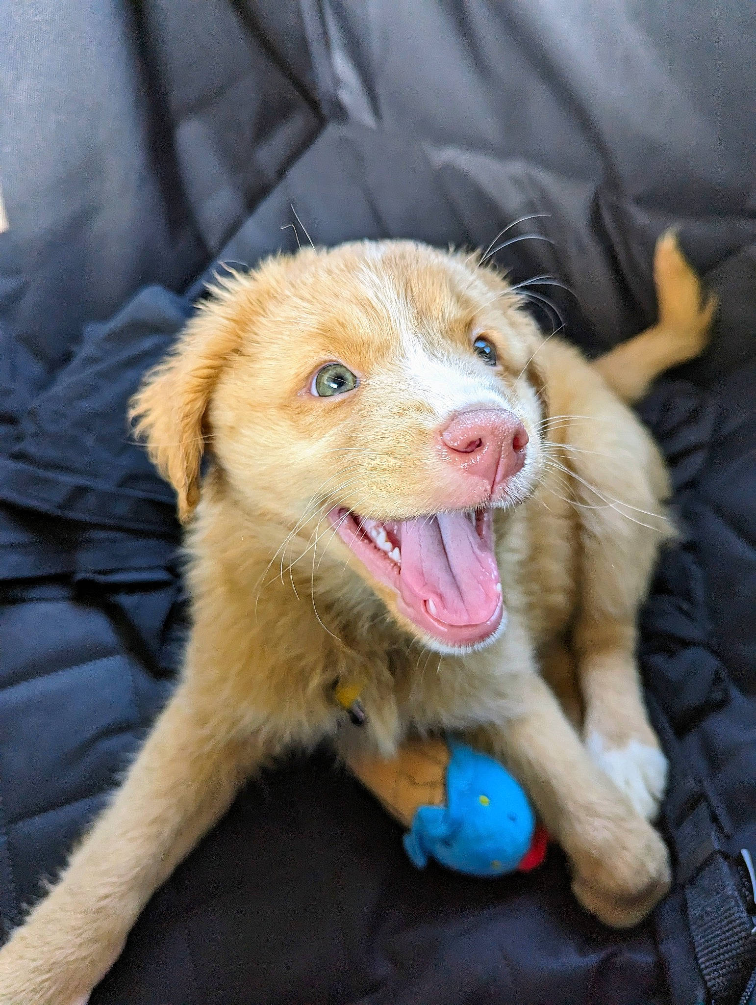 Nina joined the competition — help win amazing prizes! ball, canidae, carnivore, collar, companion_dog, dog, dog_breed, fang, fawn, fur, happy, paw, puppy, retriever, sporting_group, street_dog, whiskers, working_dog