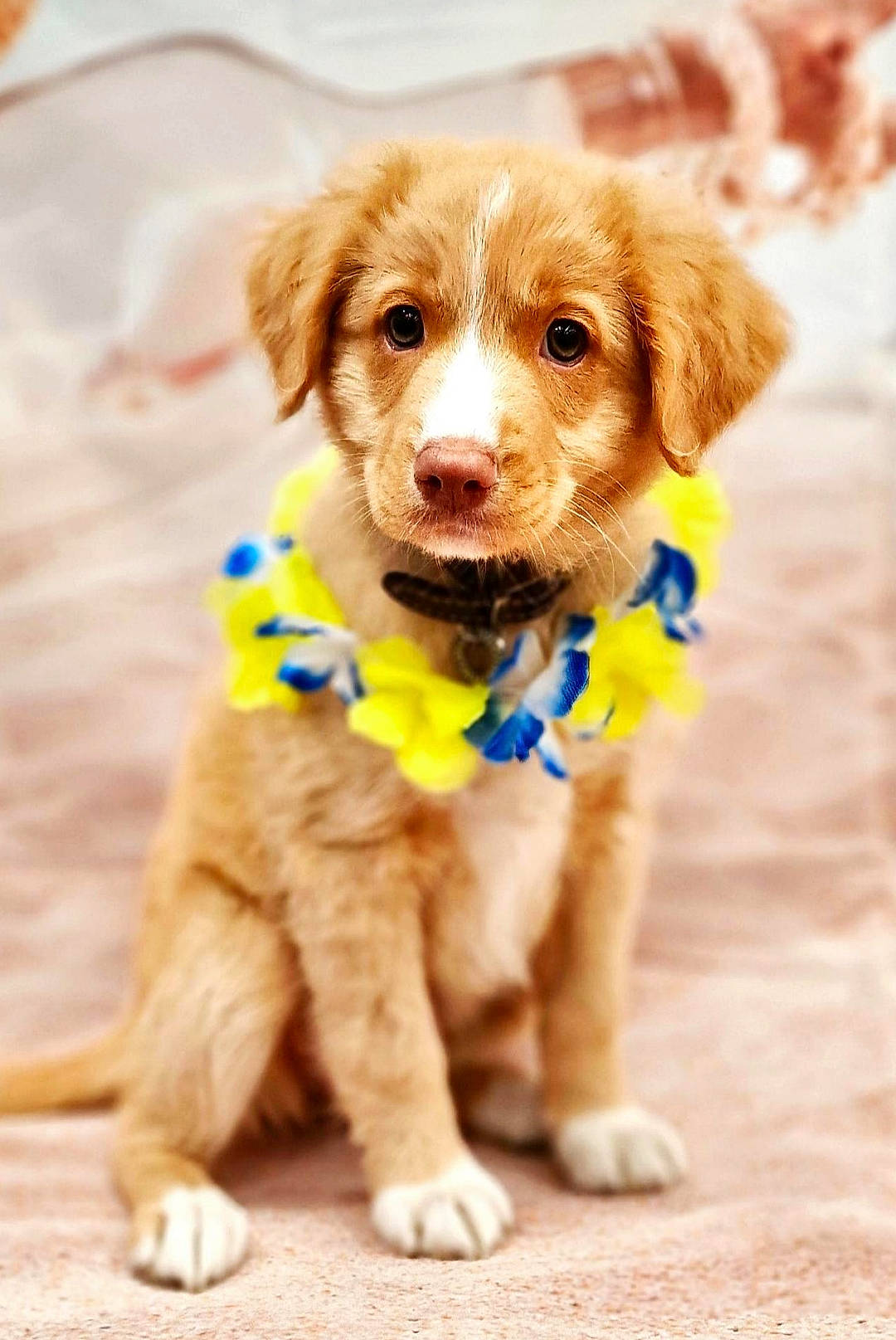 Nina is registered to the contest to win money with this photo: canidae, carnivore, circle, collar, companion_dog, dog, dog_breed, dog_clothes, dog_collar, dog_supply, fashion_accessory, fawn, fur, leash, liver, pet_supply, snout, sporting_group, toy_dog, working_animal