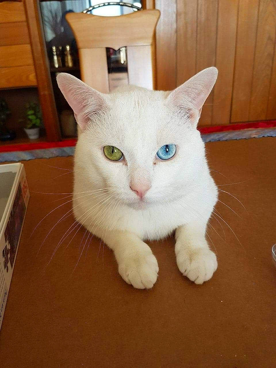 Ezio a rejoint le concours — aidez-le/la à gagner de superbes lots ! aegean_cat, asian, burmilla, carnivore, cat, colorpoint_shorthair, domestic_short_haired_cat, ear, european_shorthair, fawn, felidae, japanese_bobtail, khao_manee, mammal, ojos_azules, small_to_medium_sized_cats, turkish_angora, turkish_van, whiskers