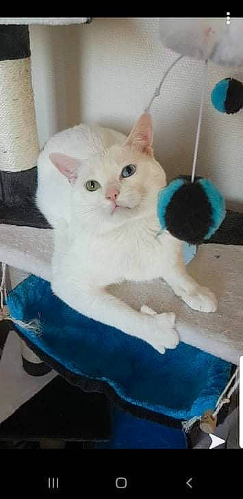 Ezio participe au concours pour gagner de l'argent avec cette photo : carnivore, cat, colorpoint_shorthair, fawn, felidae, german_rex, khao_manee, kitten, mammal, small_to_medium_sized_cats, tail, turkish_angora, turkish_van, whiskers