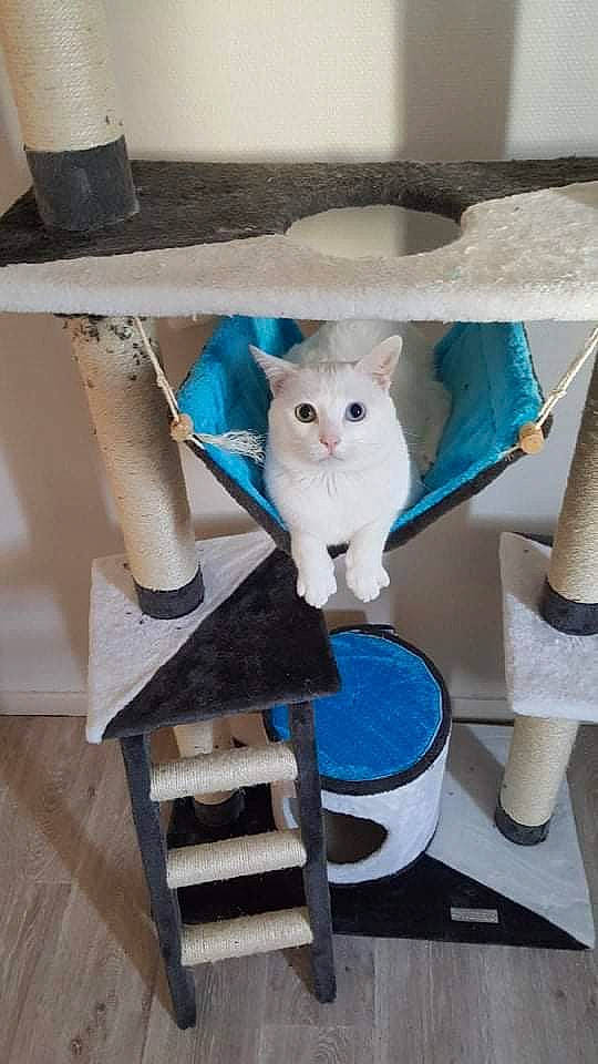 Ezio participe au concours pour gagner de l'argent avec cette photo : blue, carnivore, cat, domestic_short_haired_cat, felidae, kitten, small_to_medium_sized_cats, turkish_angora, whiskers