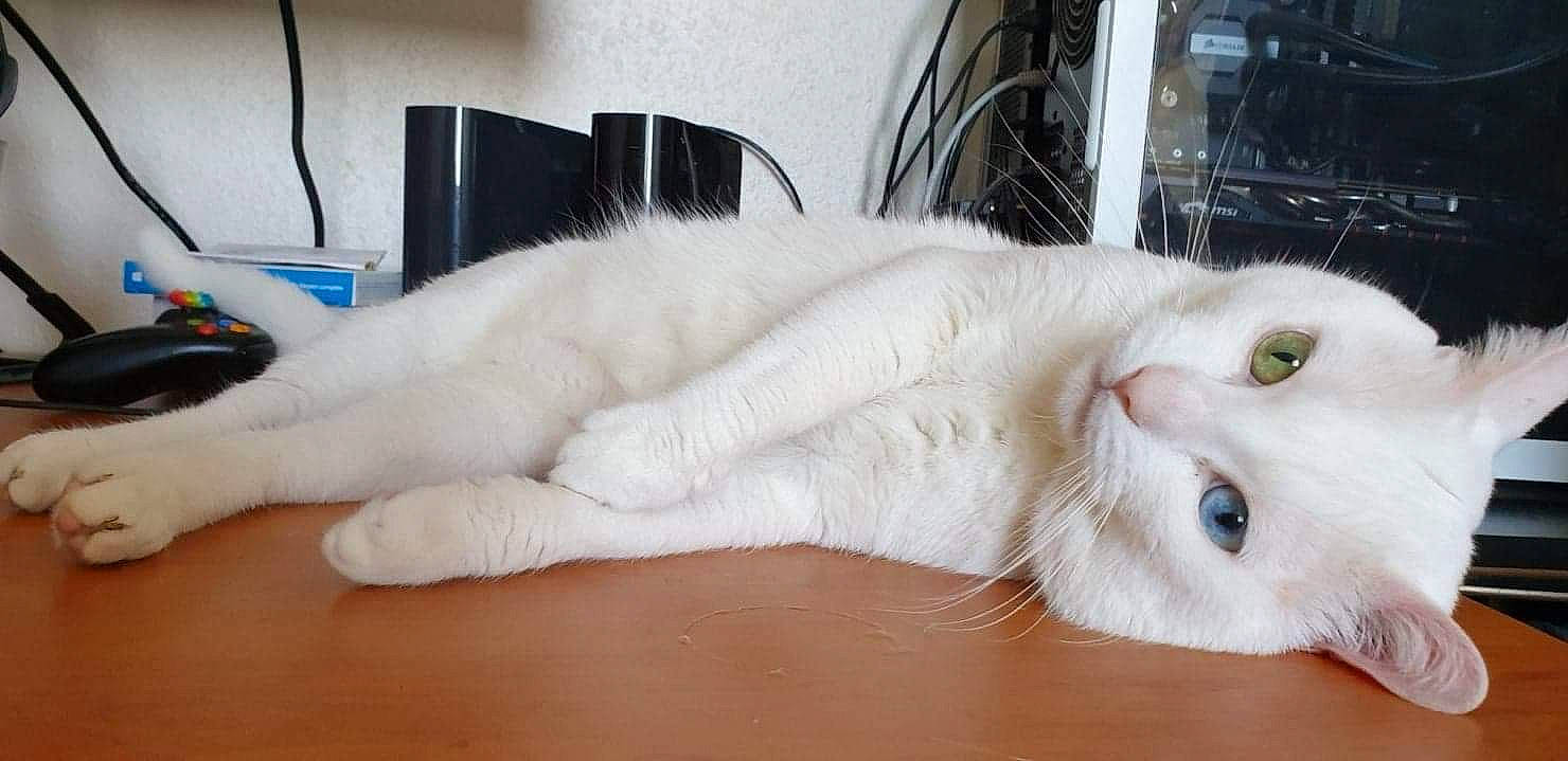 Ezio participe au concours pour gagner de l'argent avec cette photo : burmilla, carnivore, cat, claw, eye, felidae, fur, khao_manee, mouth, nose, paw, persian, scottish_fold, skin, small_to_medium_sized_cats, tail, turkish_angora, turkish_van, whiskers