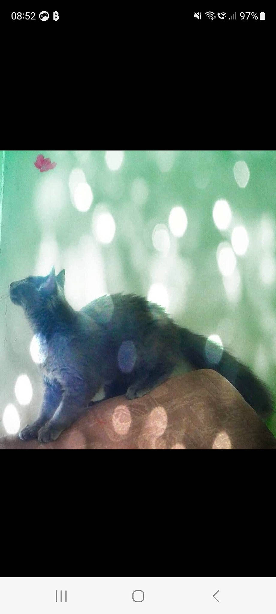 Brumeux Sylver Myst Aurora