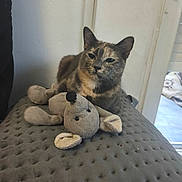 Minouche Minouchette participe au concours pour gagner de l'argent avec cette photo : animal, blanket, cat, cozy, cute, domestic, feline, fur, home, indoor, mammal, mouse_toy, pet, plush_toy, relaxed, resting, sleepy, soft_toy, texture, toy