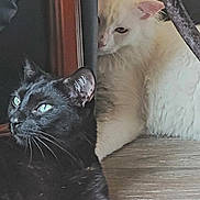 Lumeau Et Piteau participe au concours pour gagner de l'argent avec cette photo : cat, black_cat, white_cat, pets, animals, fur, whiskers, ears, indoor, floor, wooden_floor, curtain, peeking, relaxed, companion, cute, domestic, two_animals, closeup, resting