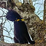 Lumeau Et Piteau participe au concours pour gagner de l'argent avec cette photo : black_cat, cat, animal, tree, branch, yellow_collar, outdoor, nature, fur, whiskers, paw, wildlife, pet, mammal, sky, bare_branches, texture, close_up, profile, alert