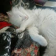 Moon a rejoint le concours — aidez-le/la à gagner de superbes lots ! cat, white_cat, sleeping, fluffy, fur, tattoo_pattern, fabric, skull, rose, colorful, resting, indoor, cozy, paw, pink_nose, relaxed, soft, animal, pet, closeup