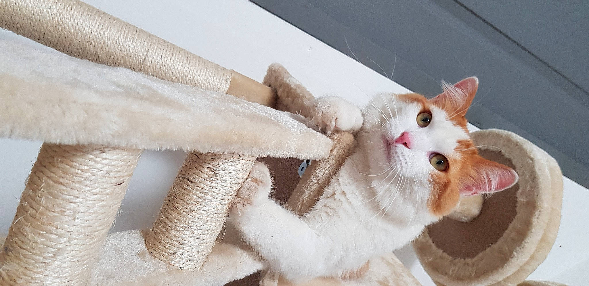 Ariel participe au concours pour gagner de l'argent avec cette photo : carnivore, cat, cat_furniture, claw, close_up, comfort, couch, domestic_short_haired_cat, fawn, felidae, fur, linens, paw, small_to_medium_sized_cats, snout, tail, whiskers, window, wood, wool