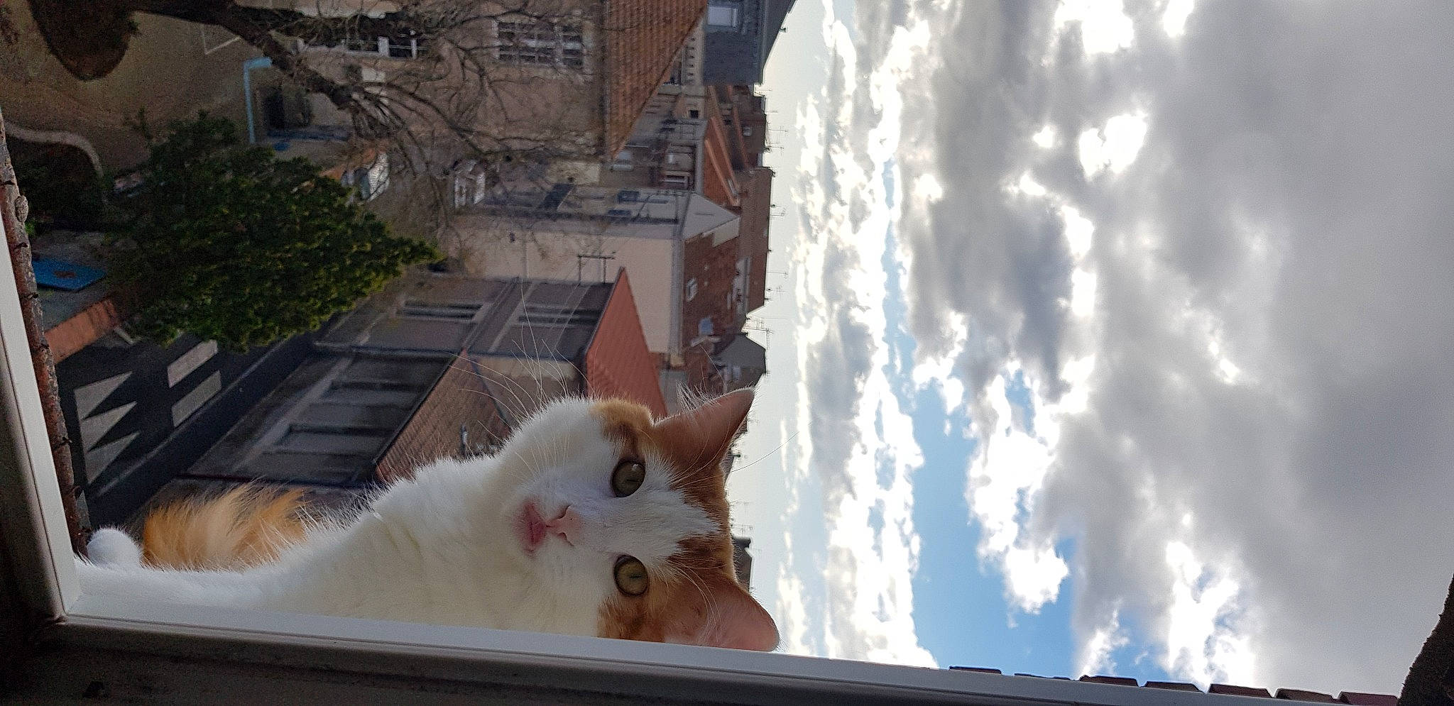 Ariel participe au concours pour gagner de l'argent avec cette photo : building, carnivore, cat, cloud, cumulus, domestic_short_haired_cat, fawn, felidae, fur, house, paw, plant, sky, small_to_medium_sized_cats, snout, tail, tree, whiskers, window, wood