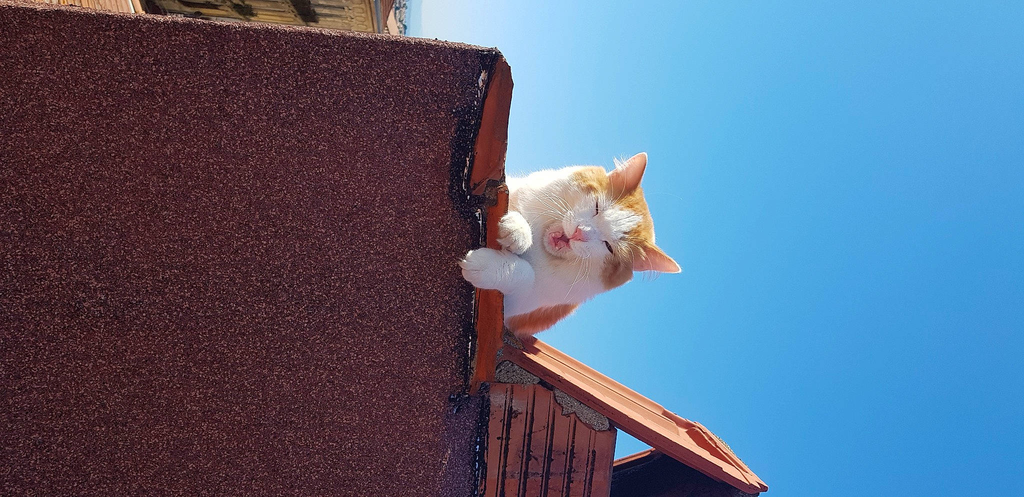Ariel participe au concours pour gagner de l'argent avec cette photo : carnivore, cat, domestic_short_haired_cat, fawn, felidae, fur, hardwood, pattern, roof, sitting, sky, small_to_medium_sized_cats, tail, whiskers, winter, wood