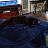 Gus is registered to the contest to win money with this photo: cat, black_cat, sleeping, blanket, blue_blanket, living_room, television, wooden_cabinet, chair, floor, remote_control, cushion, flooring, furniture, indoor, pet, cozy, resting, home, relaxation