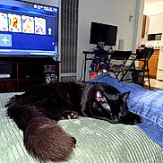 Gus joined the competition — help win amazing prizes! cat, black_cat, sleeping, couch, jeans, socks, living_room, television, furniture, indoor, relaxing, person, footwear, computer_monitor, chair, table, floor, blanket, home, cozy