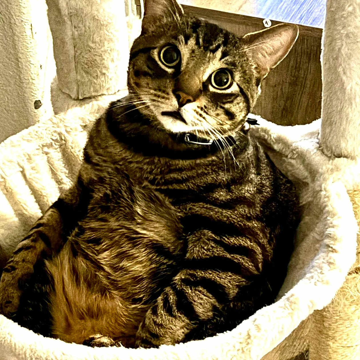 Tigger is registered to the contest to win money with this photo: cat, collar, cozy, curious, cute, domestic_animal, ears, fluffy, fur, furniture, hammock, indoor, mammal, pet, relaxed, resting, striped, tabby, whiskers, wide_eyes