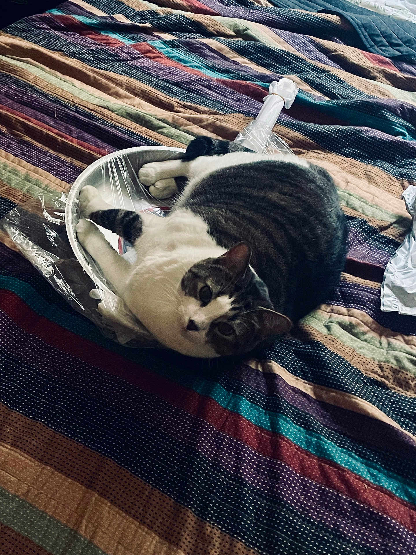 Kitty