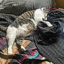 Kitty joined the competition — help win amazing prizes! cat, tabby, sleeping, bed, pillow, quilt, blanket, clothing, indoor, cozy, resting, pet, feline, striped, white_paws, comfortable, nap, domestic, animal, fur