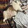 Kitty is registered to the contest to win money with this photo: cat, fluffy, relaxed, bed, blanket, sleeping, tabby, white_fur, striped_tail, cozy, indoor, pet, cute, resting, paw, feline, soft, domestic_animal, laying_down, napping