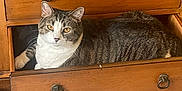 Kitty joined the competition — help win amazing prizes! cat, tabby_cat, drawer, wooden_furniture, dresser, floor, tile_floor, toy_mouse, shoe, pet, indoor, curious, resting, feline, domestic_cat, orange_eyes, striped_fur, cozy, household, relaxed