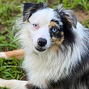 Joey is registered to the contest to win money with this photo: dog, animal, pet, grass, outdoor, fur, blue_eyes, heterochromia, close_up, portrait, canine, laying_down, nature, cute, mammal, friendly, watching, young_dog, alert, colorful_fur
