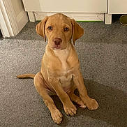 Beau is registered to the contest to win money with this photo: puppy, dog, indoor, carpet, brown, cute, pet, animal, sitting, young, canine, fur, ears, tail, floor, cabinet, home, looking_up, adorable, companion