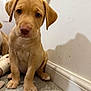 Beau is registered to the contest to win money with this photo: puppy, dog, indoor, carpet, wall, cute, pet, young, sitting, brown, animal, canine, closeup, floor, domestic, portrait, adorable, looking, fur, ears