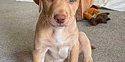 Beau is registered to the contest to win money with this photo: puppy, dog, carpet, indoor, toy, pink_toy, brown_dog, pet, cute, animal, young_dog, looking, sitting, ears, floor, domestic, playing, home, canine, friendly