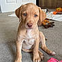 puppy, dog, carpet, indoor, toy, pink_toy, brown_dog, pet, cute, animal, young_dog, looking, sitting, ears, floor, domestic, playing, home, canine, friendly