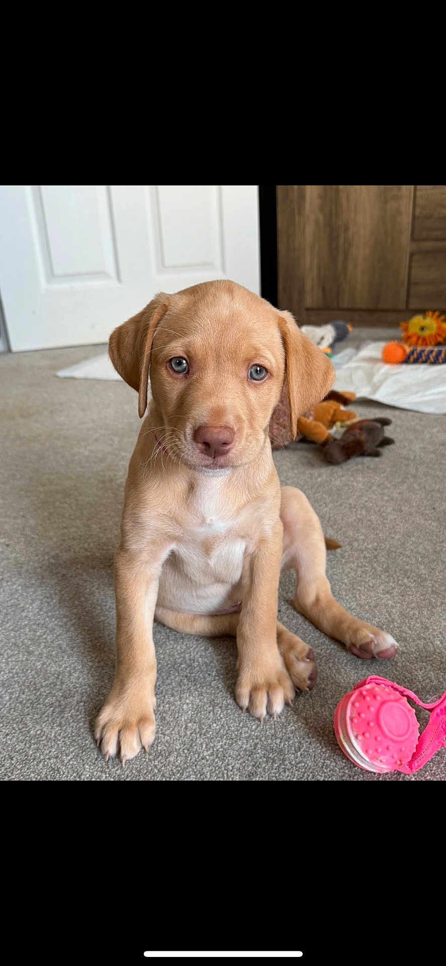 Beau is registered to the contest to win money with this photo: puppy, dog, carpet, indoor, toy, pink_toy, brown_dog, pet, cute, animal, young_dog, looking, sitting, ears, floor, domestic, playing, home, canine, friendly