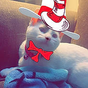 Naomi joined the competition — help win amazing prizes! cat, white_cat, couch, blanket, blue_blanket, digital_overlay, hat, bow_tie, pet, indoor, feline, cozy, relaxing, cute, animal, whiskers, ears, collar, bell, soft_lighting