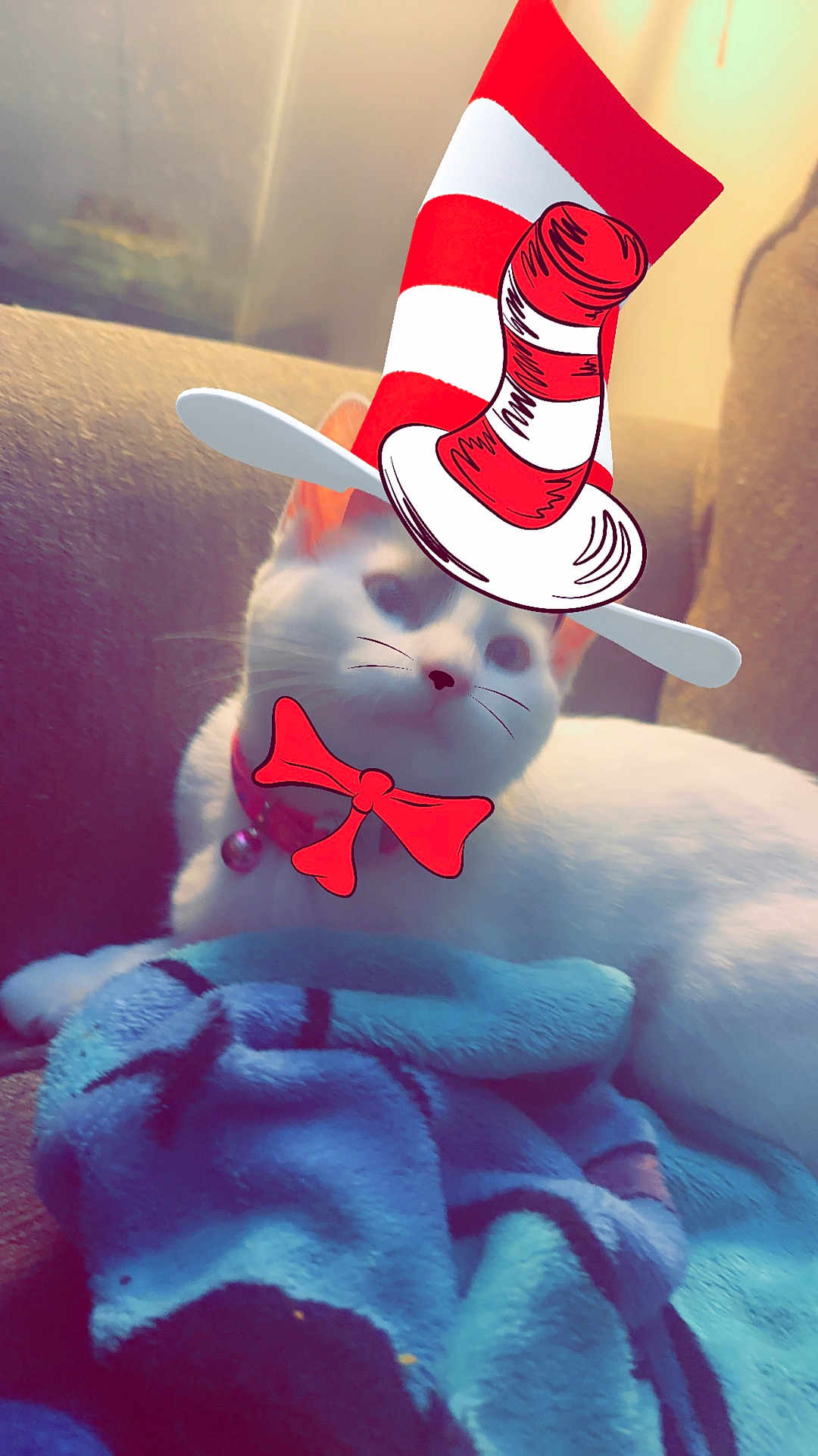 Naomi joined the competition — help win amazing prizes! cat, white_cat, couch, blanket, blue_blanket, digital_overlay, hat, bow_tie, pet, indoor, feline, cozy, relaxing, cute, animal, whiskers, ears, collar, bell, soft_lighting