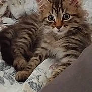 Patricia Granger participe au concours pour gagner de l'argent avec cette photo : kitten, tabby, cat, pet, feline, fur, whiskers, ears, eyes, paws, quilt, blanket, resting, cute, young, indoor, cozy, animal, mammal, striped