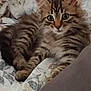 kitten, tabby, cat, pet, feline, fur, whiskers, ears, eyes, paws, quilt, blanket, resting, cute, young, indoor, cozy, animal, mammal, striped