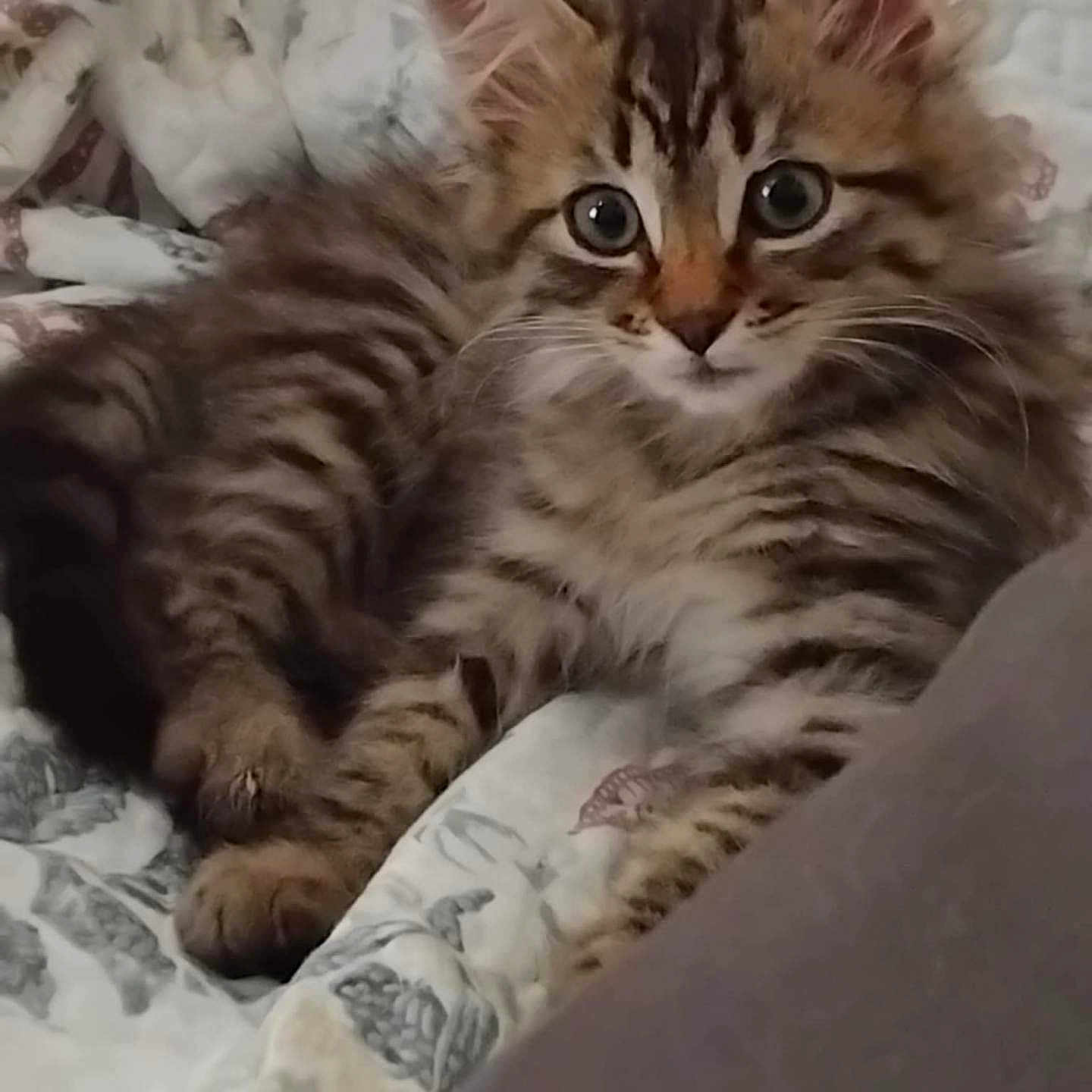 Patricia Granger participe au concours pour gagner de l'argent avec cette photo : animal, blanket, cat, cozy, cute, ears, eyes, feline, fur, indoor, kitten, mammal, paws, pet, quilt, resting, striped, tabby, whiskers, young