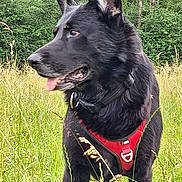 Pongo participe au concours pour gagner de l'argent avec cette photo : dog, black_dog, red_harness, grass, meadow, outdoor, nature, animal, pet, canine, ears, tongue, collar, field, greenery, side_view, alert, fur, summer, sunlight