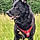 Pongo