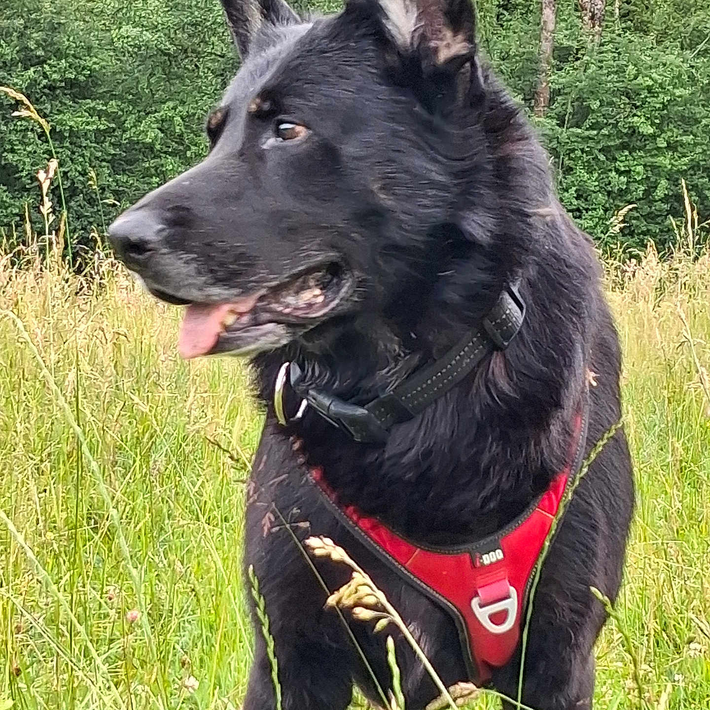 Pongo