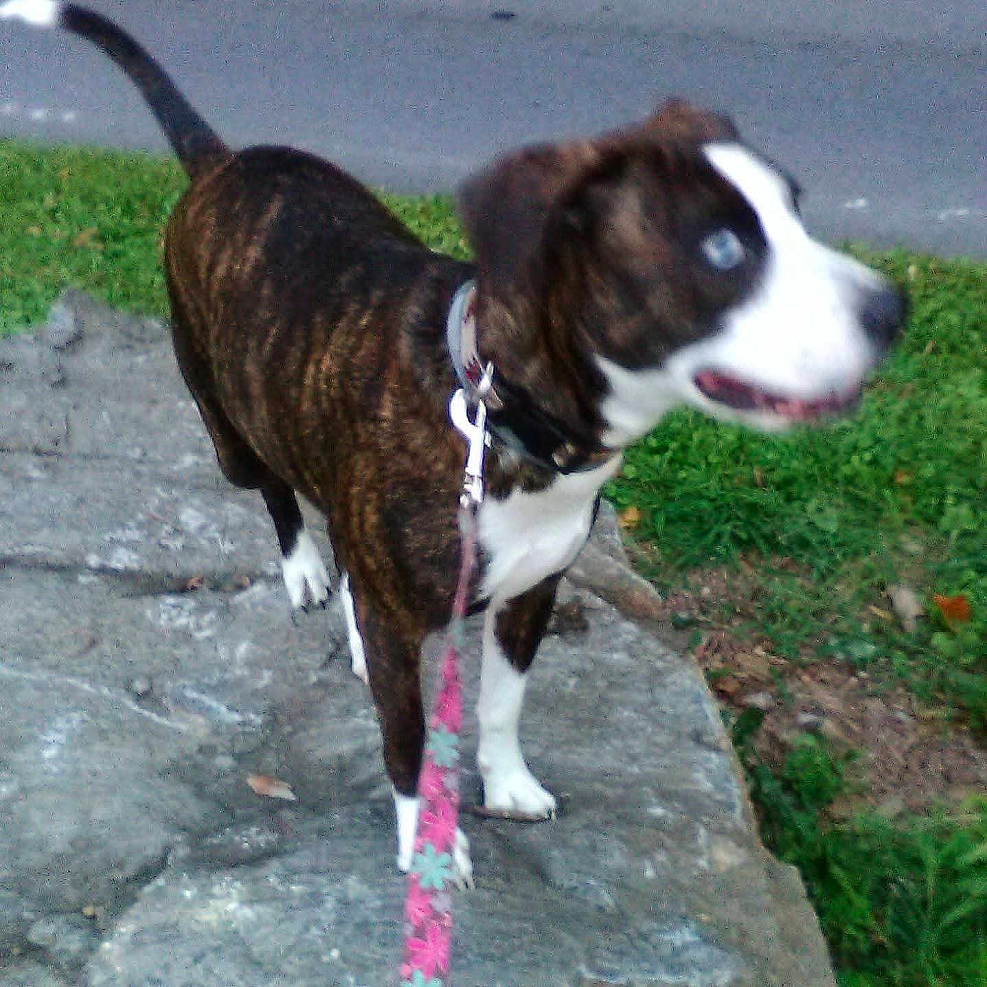 Triumph is registered to the contest to win money with this photo: animal, background, blur, brindle, canine, collar, daylight, dog, grass, leash, nature, outdoor, pavement, pet, side_view, standing, stone, walking, white, young_dog