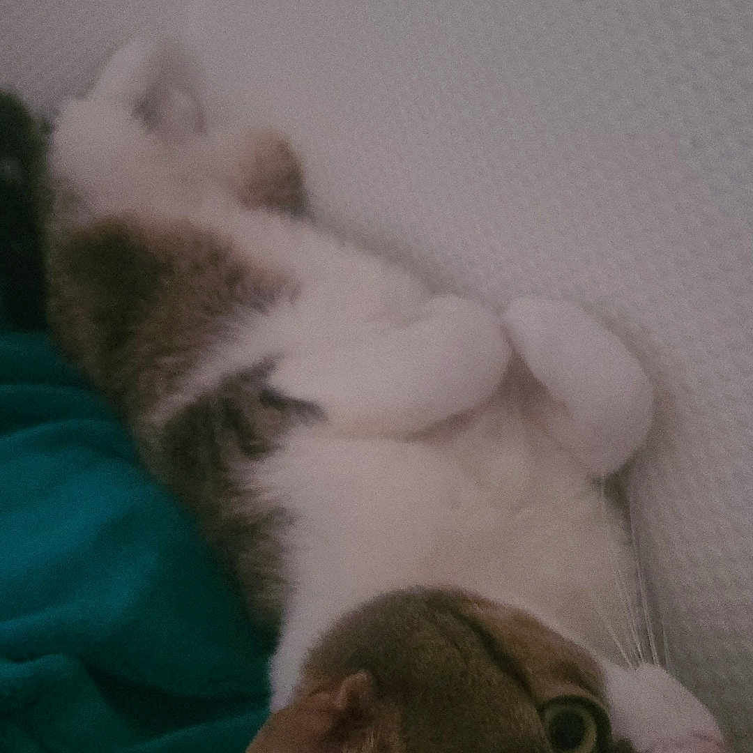 Cacahouète a rejoint le concours — aidez-le/la à gagner de superbes lots ! animal, blanket, cat, comfort, cozy, curious, cute, ears, feline, fur, green, home, indoor, pet, relaxed, resting, teal, texture, wall, whiskers