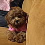 Prada joined the competition — help win amazing prizes! animal, blanket, brown, companion, couch, cozy, cute, dog, domestic_animal, fluffy, fur, furniture, indoor, pet, pink_shirt, portrait, puppy, relaxing, small_dog, snuggly
