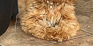 Prada joined the competition — help win amazing prizes! adorable, animal, brown, canine, companion, curious, curly_hair, cute, dog, domestic_animal, floor, fluffy, fur, indoor, pet, puppy, relaxed, resting, small_dog, tile