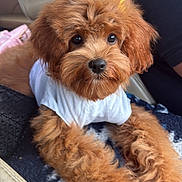 Prada joined the competition — help win amazing prizes! puppy, dog, brown, fluffy, cute, pet, white_shirt, blanket, car_interior, seat, fur, animal, companion, indoors, portrait, relaxed, young, small_dog, cute_pet, cozy