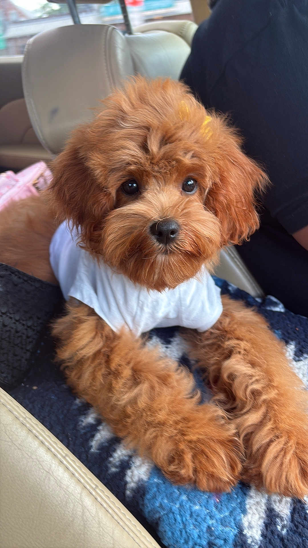 Prada joined the competition — help win amazing prizes! puppy, dog, brown, fluffy, cute, pet, white_shirt, blanket, car_interior, seat, fur, animal, companion, indoors, portrait, relaxed, young, small_dog, cute_pet, cozy