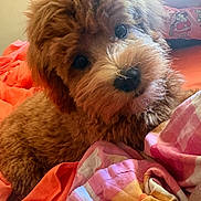 Prada joined the competition — help win amazing prizes! adorable, animal, bed, blanket, brown_fur, companion, cozy, curly_fur, cute, dog, domestic_animal, fur, indoors, orange, pet, pink, puppy, resting, sleepy, young