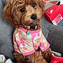 Prada is registered to the contest to win money with this photo: blanket, brown_fur, chair, clothing, collar, cozy, curly_fur, cute, dog, indoor, peach, pet, pink, puppy, red_blanket, shirt, sitting, tag, unicorn_pattern, white_blanket