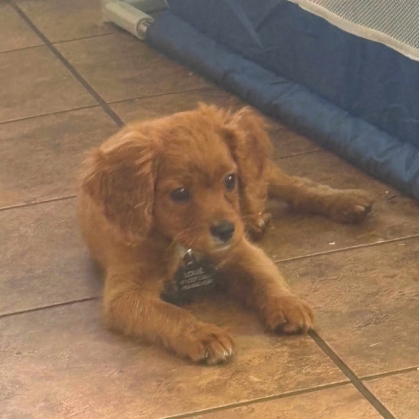 Louie