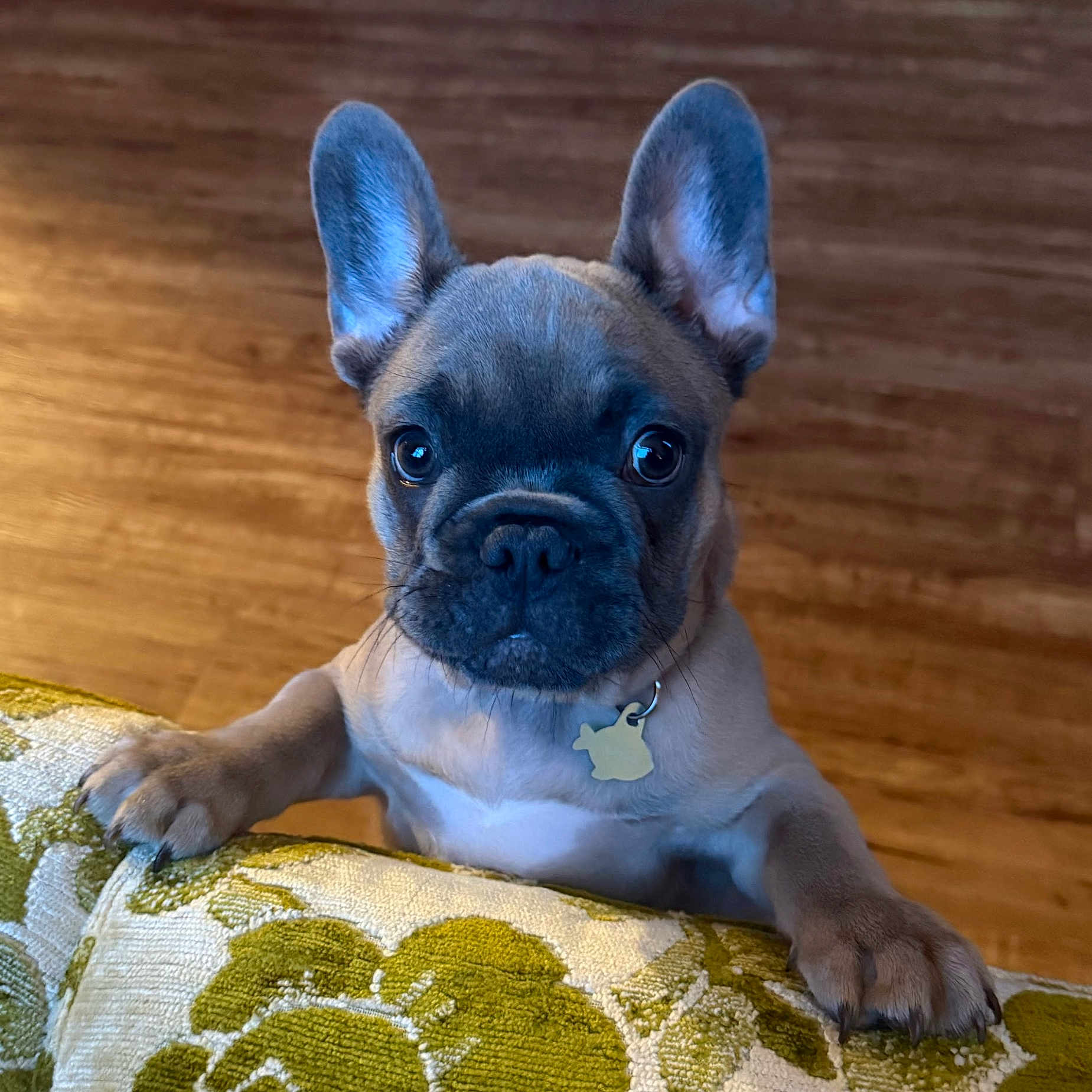 Miss Kitty is registered to the contest to win money with this photo: animal, brown, close_up, collar, cushion, cute, dog, ears, eyes, face, french_bulldog, furniture, gray, indoor, paws, pet, portrait, puppy, tag, wooden_floor